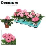 CVETOČA SOBNA RASTLINA GERBERA ROZA GERBERA G12