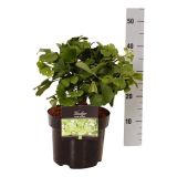 LISTAVEC GINKO MARIKEN L23