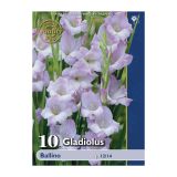 GLADIOLA HOLLAND BULB MARKET BALLINO