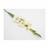 SVILENO CVETJE GLADIOLA ENOJNA KREM