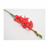 SVILENO CVETJE GLADIOLA ENOJNA RDEČA