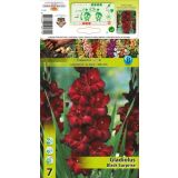 GLADIOLA HOLLAND BULB MARKET ČRNO PRESENEČENJE