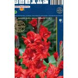 GLADIOLA HOLLAND BULB MARKET FIRE RUFFLE