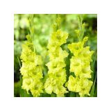 GLADIOLA HOLLAND BULB MARKET GREEN STAR