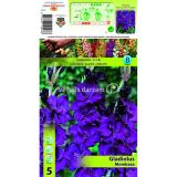 GLADIOLA HOLLAND BULB MARKET MOMBASA