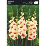 GLADIOLA HOLLAND BULB MARKET SNOWY FRIZZLE