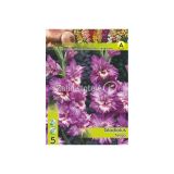 GLADIOLA HOLLAND BULB MARKET TANGO RUFFLED