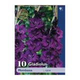 GLADIOLA HOLLAND BULB MARKET MOMBASSA