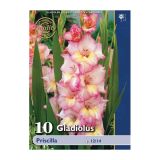 GLADIOLA HOLLAND BULB MARKET PRISCILLA