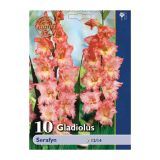 GLADIOLA HOLLAND BULB MARKET SERAFYN