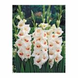 GLADIOLA HOLLAND BULB MARKET MARY HOUSLEY