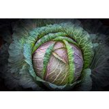 KAPUSNICE L'ORTO FRUTTIFERO GLAVNATI OHROVT 4/1 DI VERONA F1 KULTIPAK