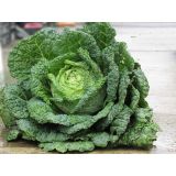 KAPUSNICE L'ORTO FRUTTIFERO GLAVNATI OHROVT 4/1 FAMOSA KULTIPAK