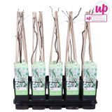 POPENJAVKA GLICINJIJA ALBA L15