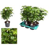 ŠEFLERA GOLD CAPELLA L17