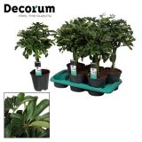 ŠEFLERA GOLD CAPELLA L17