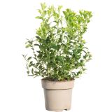 BRUSNICA GORSKA RED PEARL L17