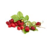 JAGODA L'ORTO FRUTTIFERO GOZDNA 4/1 KULTIPAK