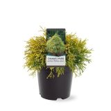 PACIPRESA GRAHASTA FILIFERA AUREA L19