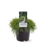 PACIPRESA GRAHASTA FILIFERA NANA L19