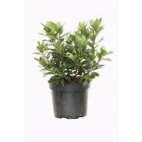 GRM AZALEJA KONIGSTEIN