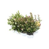 GRM BISERNIK SYMPHORICARPOS