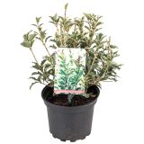 GRM BODIKOLISTNA OSTOLISTNICA