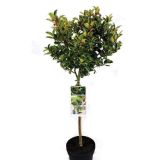 GRM BOŽJE DREVCE NA STEBLU