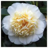 GRM CAMELLIA DR.KING