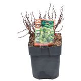 GRMOVNICA OKRASNA V LIST. ČEŠMIN