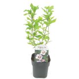 HIBISKUS GRMASTI OSLEZ L17