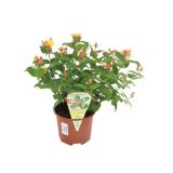 GRM KRČNICA HYPERICUM INODORUM