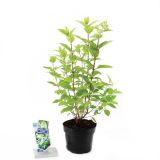 GRM LATASTA HORTENZIJA