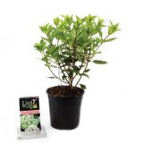 GRM LATASTA HORTENZIJA