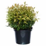 GRM LEUCOTHOE SCARLETTA