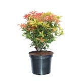 GRM LEVKOTOJA RAINBOW