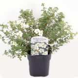 CVETOČA GRMOVNICA PETEROPRSTNIK