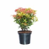 GRM PIERIS JAPONICA MOUNTAIN FIRE