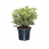 GRM PIERIS JAPONICA VARIEGATA