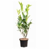 GRM PRUNUS LAUROCERASUS CAUCASICA
