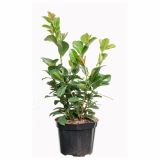 GRM PRUNUS LAUROCERASUS ETNA