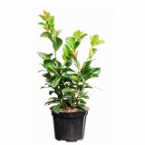 GRM PRUNUS LAUROCERASUS ETNA