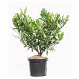 GRM PRUNUS LAUROCERASUS OTTO LUYKEN