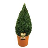 GRM PUŠPAN V PIRAMIDO