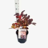 GRM RDEČELISTNI RUJ