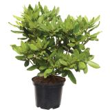 GRM RODODENDRON HACHMANNS FEUERSCHEIN