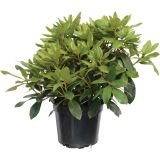 GRM RODODENDRON PERCY WISEMAN