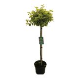 GRM RUMENO LISTNA TRDOLESKA NA STEBLU