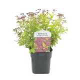 GRM RUMENOLISTNA JAPONSKA MEDVEJKA