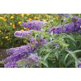 CVETOČA GRMOVNICA VOLMARY BUDDLEJA X HYBRIDA SUMMER BIRD